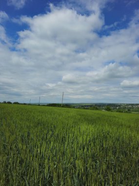 Yeşil çimen ve mavi gökyüzü olan güzel bir manzara.