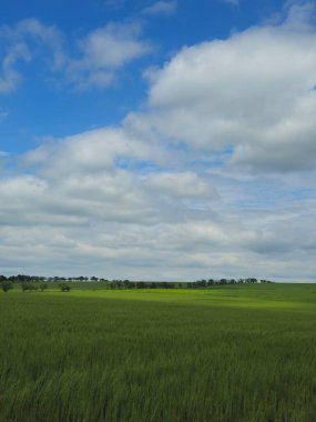 yeşil tarla ve mavi gökyüzü