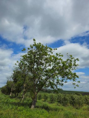 Ağaçları ve yeşil otları olan güzel bir manzara.