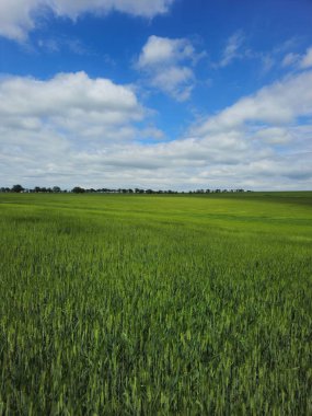 yeşil buğday tarlası ve mavi gökyüzü
