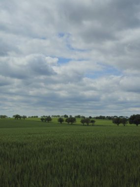 Ağaçlı ve mavi gökyüzü olan güzel bir tarla görüntüsü.