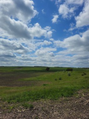 Buğday tarlası olan güzel bir manzara.