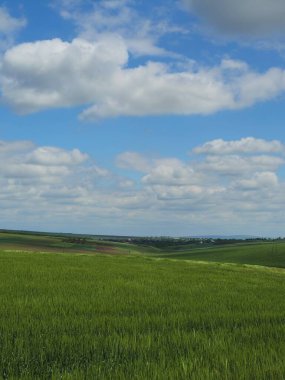 Yeşil çimen ve mavi gökyüzü olan güzel bir manzara.