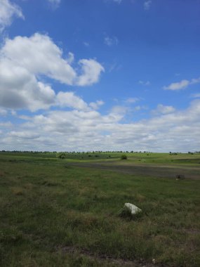 yeşil çimenler tarlada