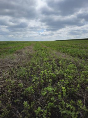 Baharda yeşil filizler ve mavi gökyüzü.