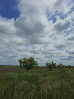 Güzel bir manzara Ağacı ve mavi gökyüzü