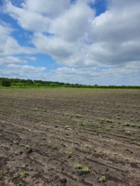 Genç filizler ve taze filizler filizlenir.