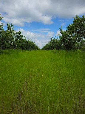 Yeşil Çimen ve Mavi Gökyüzü