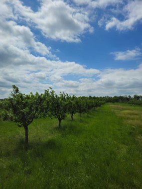 Güzel bir manzara Ağacı ve mavi gökyüzü
