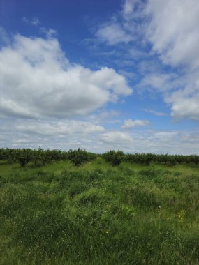 Güzel bir manzara Ağacı ve mavi gökyüzü