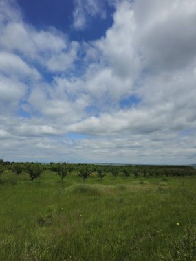 Yeşil Çimen ve Mavi Gökyüzü