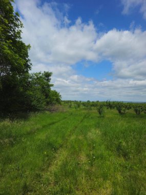 Yeşil Çimen ve Mavi Gökyüzü