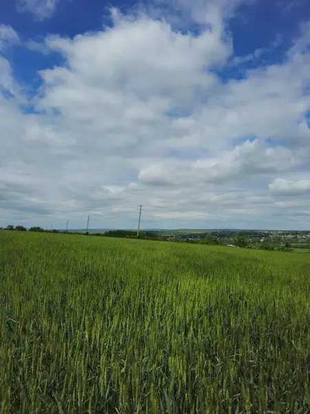 Yeşil çimen ve mavi gökyüzü olan güzel bir manzara.