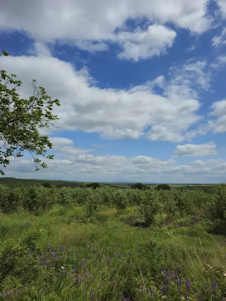 yeşil tarla ve mavi gökyüzü