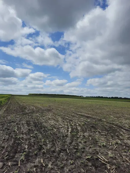 Yeşil bitkilerin ve bulutların olduğu bir arazi manzarası