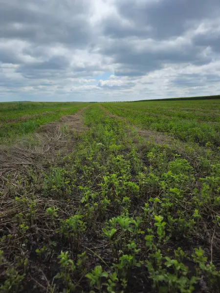 Baharda yeşil filizler ve mavi gökyüzü.