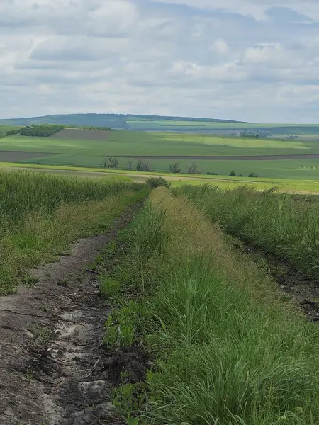 Yeşil tarla ve kırsalda bir yol.