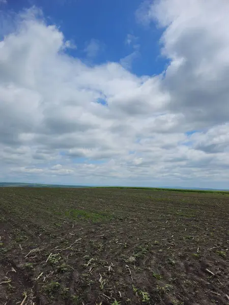 Mısır tarlası olan güzel bir manzara.