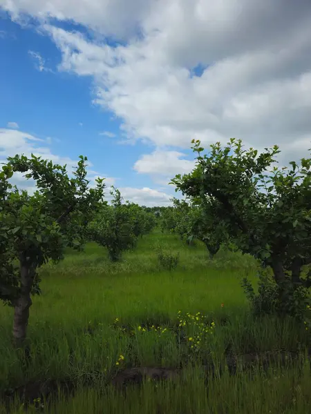 Ağaçları ve yeşil otları olan güzel bir manzara.