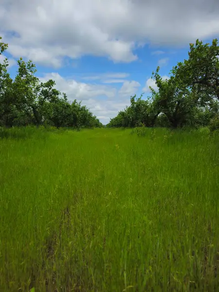 Yeşil Çimen ve Mavi Gökyüzü