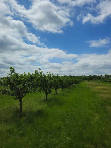 Güzel bir manzara Ağacı ve mavi gökyüzü