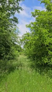 Ormanın güzel manzarası