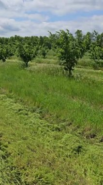 Kırsal alanda yeşil alan