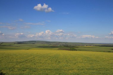 Sarı ayçiçeği ve mavi gökyüzü