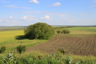 Buğday tarlası. buğday tarlası. Buğday tarlası. Buğday kulakları. Buğday tarlası. buğday kulakları.