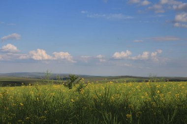 Yaz yeşil çim alanıyla