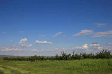 yeşil tarla ve mavi gökyüzü