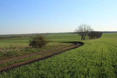 yeşil alanlar, ağaçlar, gökyüzü