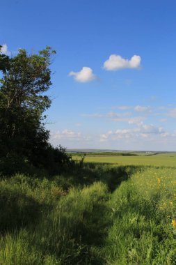 Yeşil çimenler ve ağaçlarla kaplı yaz manzarası