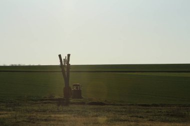 bir ağaç alanında