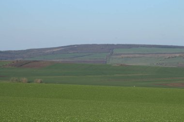Baharda güzel yeşil tarlalar.