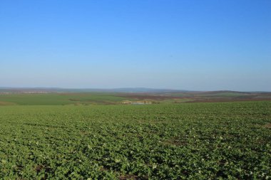 Buğday tarlası ve mavi gökyüzü