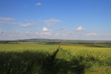 Buğday tarlasıyla yaz manzarası