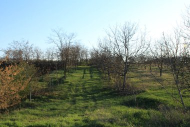 Ağaçlar ve yeşil otlarla dolu güzel bir bahar manzarası