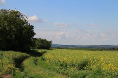 Çiçek tarlası ve mavi gökyüzü olan güzel bir manzara.