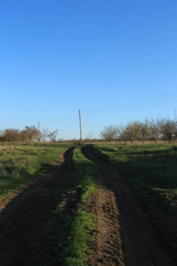 Kırsalın ortasında yeşil çayırı olan bir köy yolu.