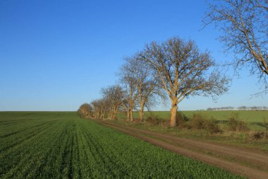 Bahar ormanında buğday ve ağaç tarlası.
