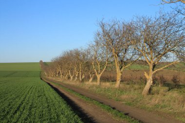 Kırsal kesimde köy yolu