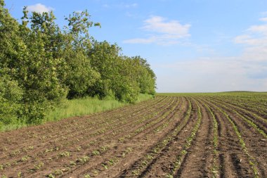 Rusya 'daki genç buğday tarlası
