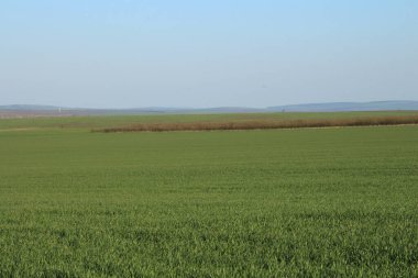 Yazın buğday tarlası