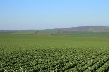 yeşil buğday ve mavi gökyüzü alanı