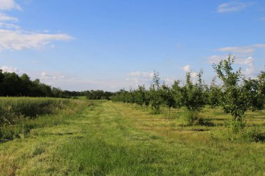 elma bahçesi yaz aylarında.