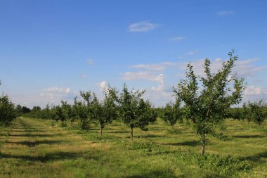 elma bahçesi erken Bahar