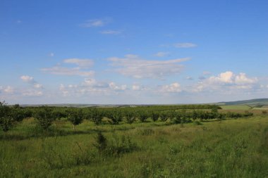 Yeşil ağaçlar ve bulutlarla dolu yaz manzarası