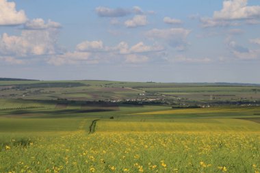 Yeşil buğday tarlası