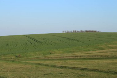 Yeşil çimenli güzel bir bahar manzarası
